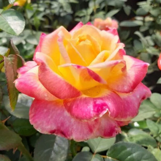 Trandafir teahibrid Desse, root ball imagine 18