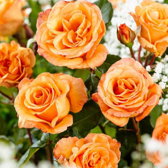 Trandafir teahibrid Doris Tysterman imagine 7