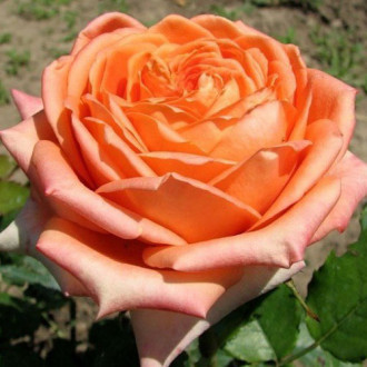 Trandafir teahibrid Eldorado imagine 10