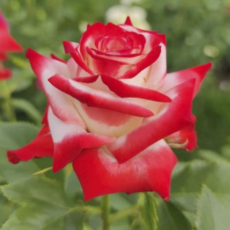 Trandafir teahibrid Empress Farah imagine 14