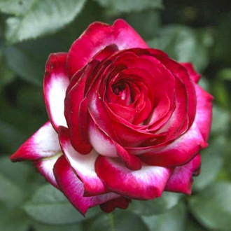 Trandafir teahibrid Fair Lady imagine 15