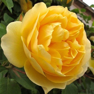 Trandafir floribunda Flower Power Gold imagine 16
