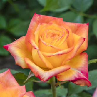 Trandafir teahibrid Girandola®, C5 imagine 4