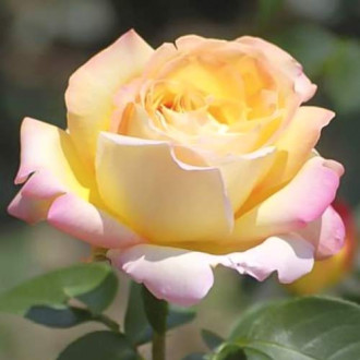 Trandafir teahibrid Gloria Dei ®, C3 imagine 12