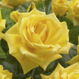 Trandafir teahibrid Golden Parfum de Provence imagine 17