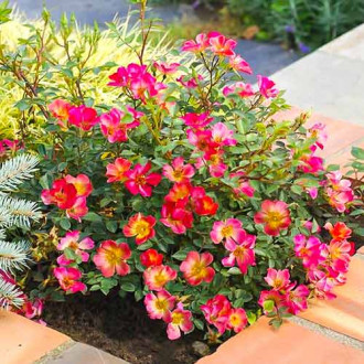 Trandafir teahibrid Happy Chappy ®, C5 imagine 12