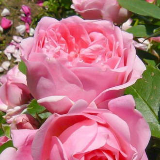 Trandafir teahibrid Joy imagine 13