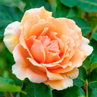 Trandafir teahibrid Just Joey imagine 9