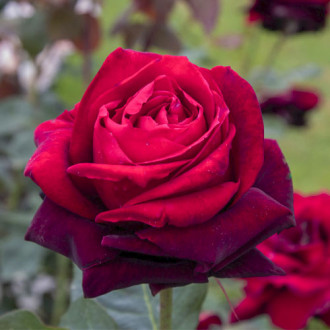 Trandafir teahibrid Magia Nera®, C5 imagine 6