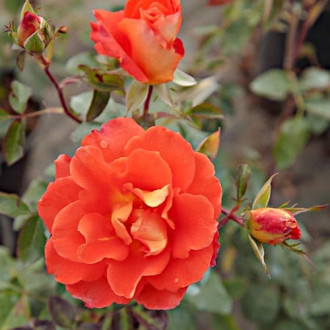 Trandafir teahibrid Monika orange imagine 1