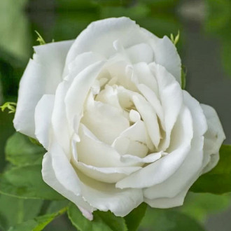 Trandafir teahibrid Mount Shasta, root ball imagine 17