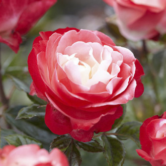 Trandafir teahibrid Nostalgie®, C3 imagine 10