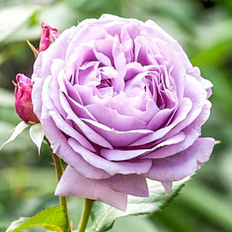 Trandafir teahibrid Novalis imagine 18