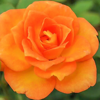 Trandafir teahibrid Orange Delight imagine 14