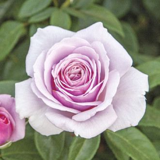 Trandafir teahibrid Pacific Blue®, C5