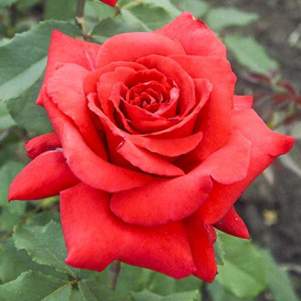 Trandafir teahibrid Red Berlin imagine 7