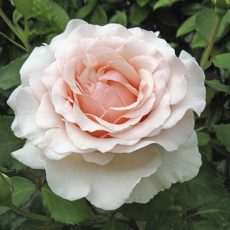 Trandafir teahibrid Roberto Cappucci®, C5 imagine 17