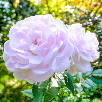 Trandafir teahibrid Sea Foam imagine 10