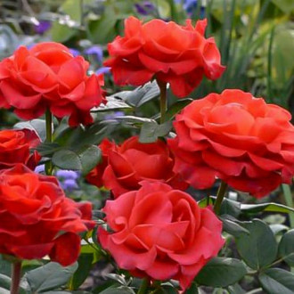 Trandafir teahibrid Torro imagine 5