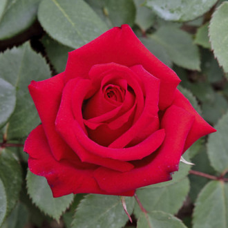 Trandafir teahibrid Valentino®, C5 imagine 16