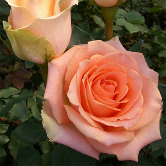 Trandafir teahibrid Versilia imagine 18