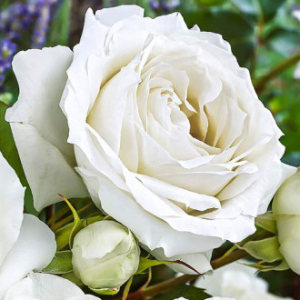 Trandafir teahibrid White Symphony imagine 18