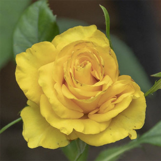 Trandafir teahibrid Yaffa imagine 14