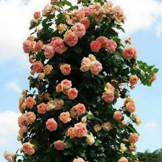 Trandafir urcător Alchymist imagine 16