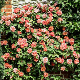 Trandafir urcător Aloha imagine 2