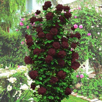 Trandafir urcător Black Queen imagine 3