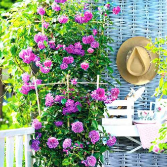 Trandafir urcător Blue Moon imagine 8