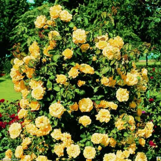 Trandafir urcător Casino imagine 6