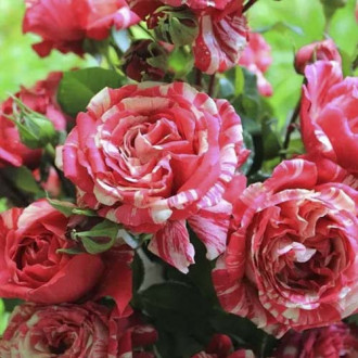 Trandafir urcător Chocolate Ripples imagine 15