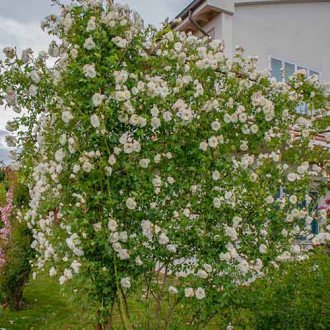 Trandafir urcător Climbing Iceberg® imagine 2