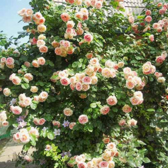 Trandafir urcător Fontana