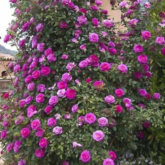 Trandafir urcător Gloriana imagine 16