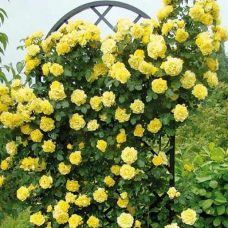 Trandafir urcător Golden Showers, root ball imagine 4