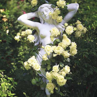 Trandafir urcător Green imagine 2