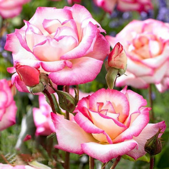 Trandafir urcător Haendel imagine 16