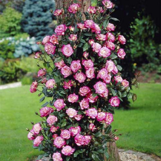 Trandafir urcător Händel ®, С3 imagine 11