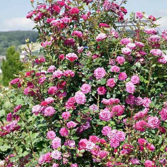 Trandafir urcător Jasmine imagine 14