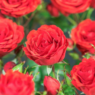 Trandafir urcător Jive imagine 14