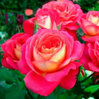 Trandafir urcător Midsummer imagine 10