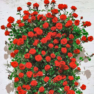 Trandafir urcător Mushimara, root ball imagine 5