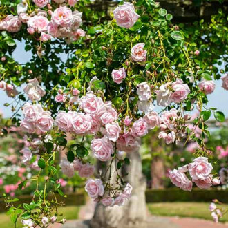 Trandafir urcător New Dawn imagine 13