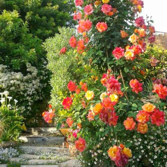 Trandafir urcător Orange Red imagine 2