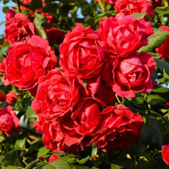 Trandafir urcător Paul's Scarlet Climber imagine 9