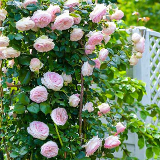 Trandafir urcător Pierre de Ronsard imagine 17