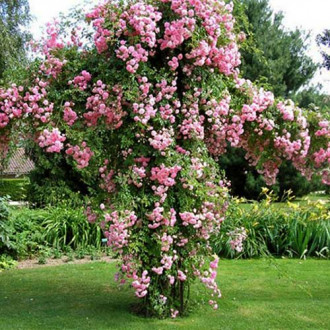 Trandafir Urcător Pink Pearl imagine 8