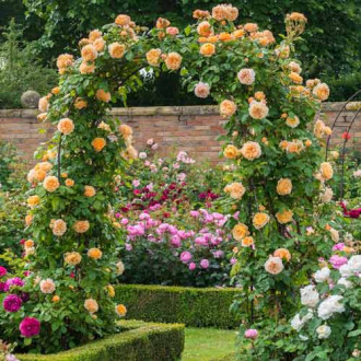 Trandafir urcător Principesa Margareta imagine 7